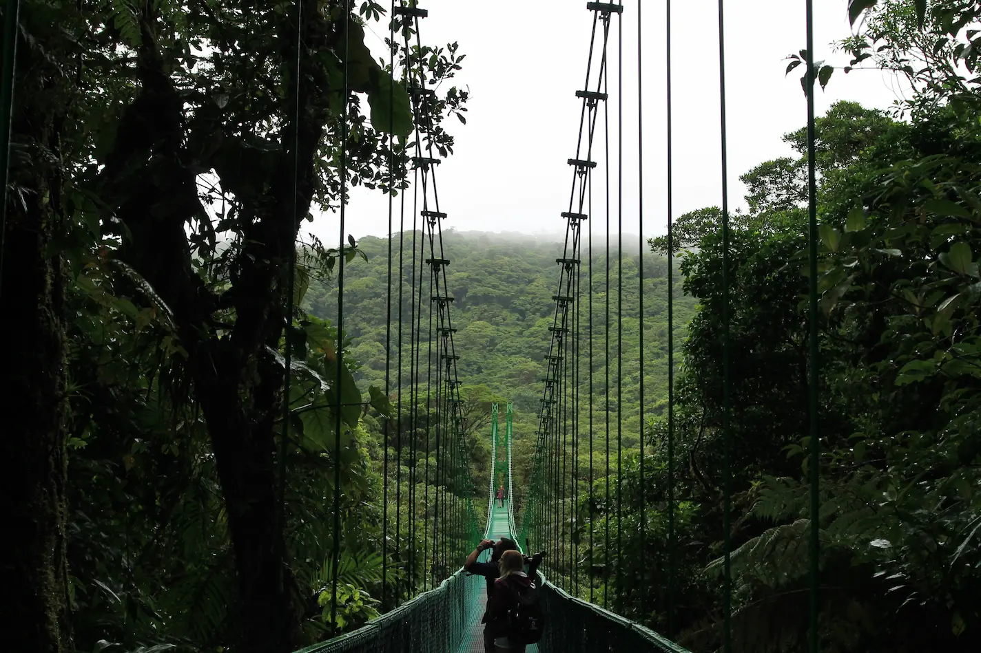 Canopy en el Bosque Nuboso de Monteverde